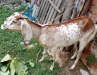 রামছাগল